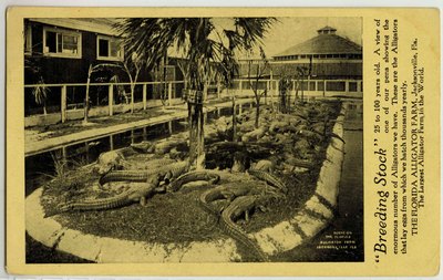 Postcard: Breeding Stock. Alligator Farm, Jacksonville, Florida