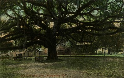 Postcard: Old Live Oak Tree, Jacksonville, Florida 1900's