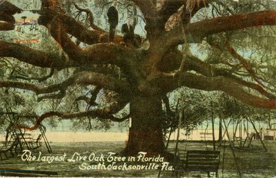Postcard: The largest Live Oak Tree in Florida, South Jacksonville