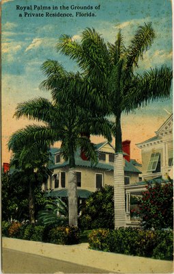 Postcard: Royal Palms in the Grounds of a Private Residence, Florida