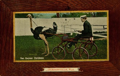 Postcard: The Racing Ostrich, Jacksonville, Florida