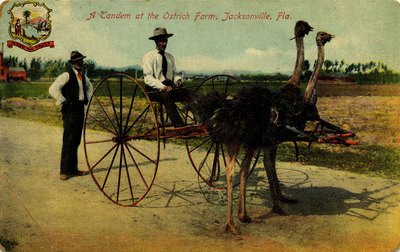 Postcard: "A Tandem at the Ostrich Farm" Jacksonville, Fla