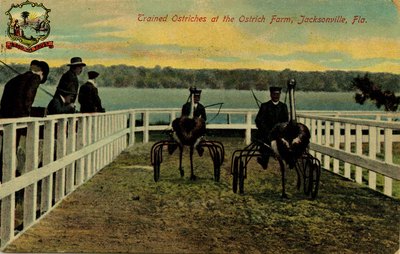Postcard: Trained Ostriches at the Ostrich Farm, Jacksonville, Florida