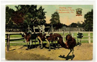 Postcard: Feeding time at the Ostrich Farm, Jacksonville, Florida
