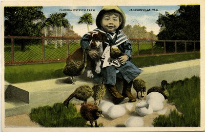 Postcard: Florida Ostrich Farm, Jacksonville, Florida