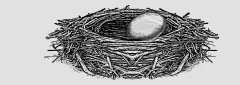 Picture of Bird's Nest with Egg