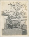 Family Photograph of Cow