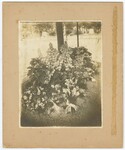 Clara White's Grave Site by E. L. Weems