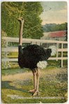 Oliver W. jr. The Trotting Ostrich, Ostrich Farm, Jacksonville, Florida