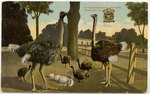 An Ostrich Family at the Ostrich Farm, Jacksonville, Florida