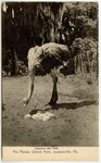 Ostriches and Nest. The Florida Ostrich Farm, Jacksonville, Fla