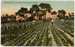 Packing Lettuce in Florida for Northern Market