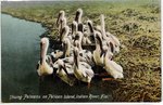 Young Pelicans on Pelican Island, Indian River, Florida