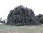 Weeping Beech Tree @ The Elms Newport RI by George Lansing Taylor, Jr.