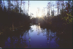 Okefenokee Swamp-22 by Lawrence V. Smith