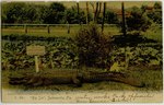 Postcard: Big Joe Alligator, Jacksonville, Florida