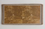 Stereograph Card: Entrance to St Augustine, Florida, Through an Archway of Pride of India and Live Oak Trees; Undated