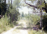 Logging Road by University of North Florida