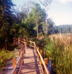 Red Maple Boardwalk by University of North Florida