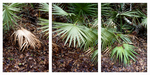 Three Stages of a Florida Saw Palmetto by Daniel Kraus